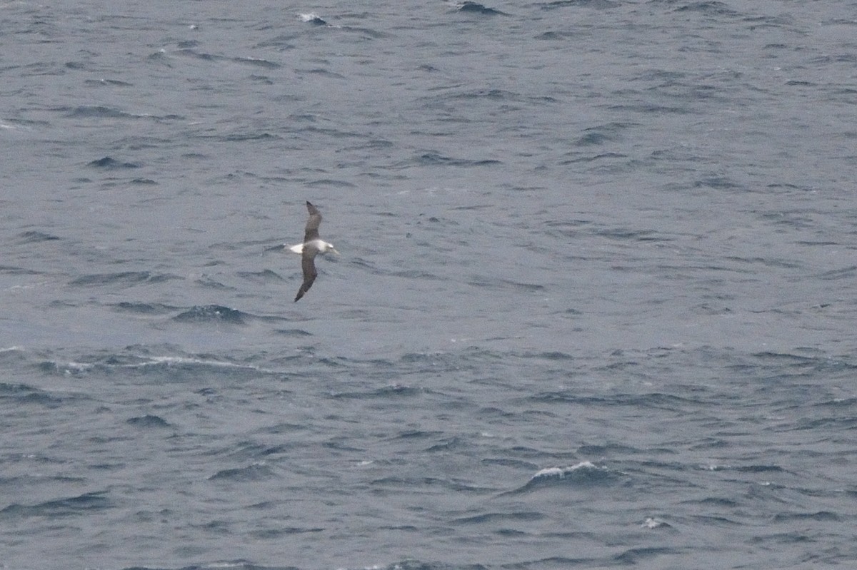 White-capped Albatross - ML588453291