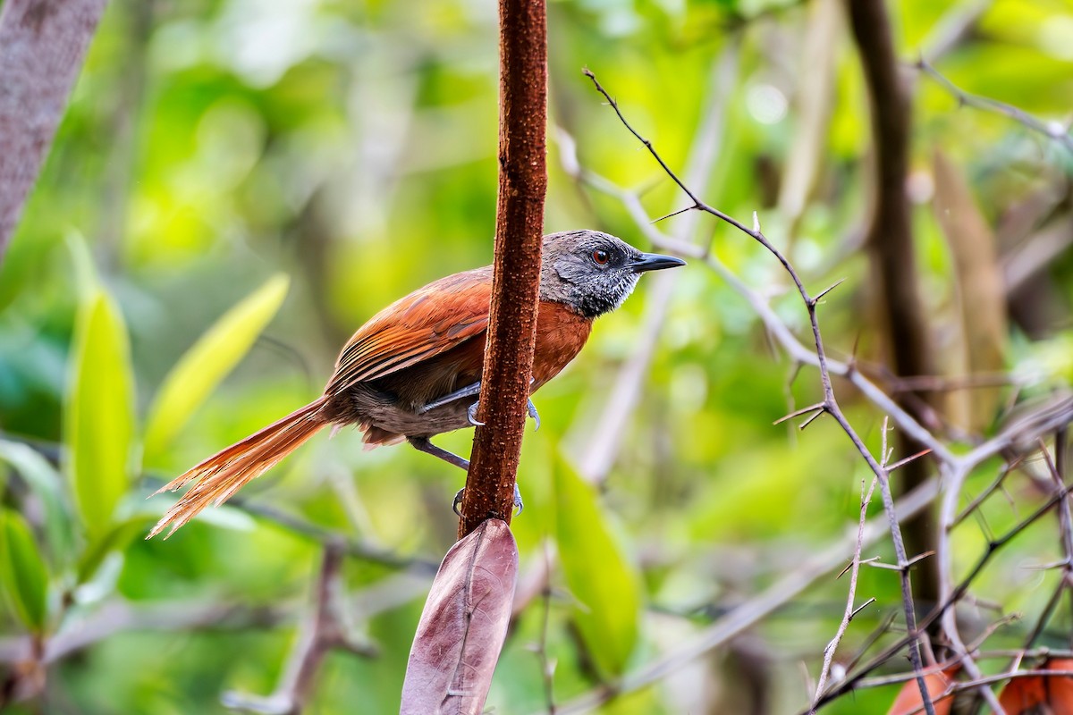 Rufous-breasted Spinetail - ML588453341