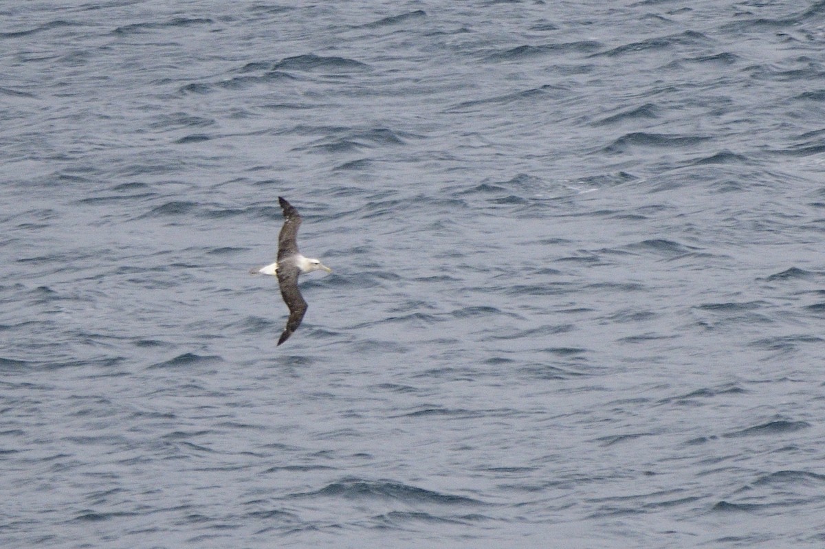White-capped Albatross - ML588453521