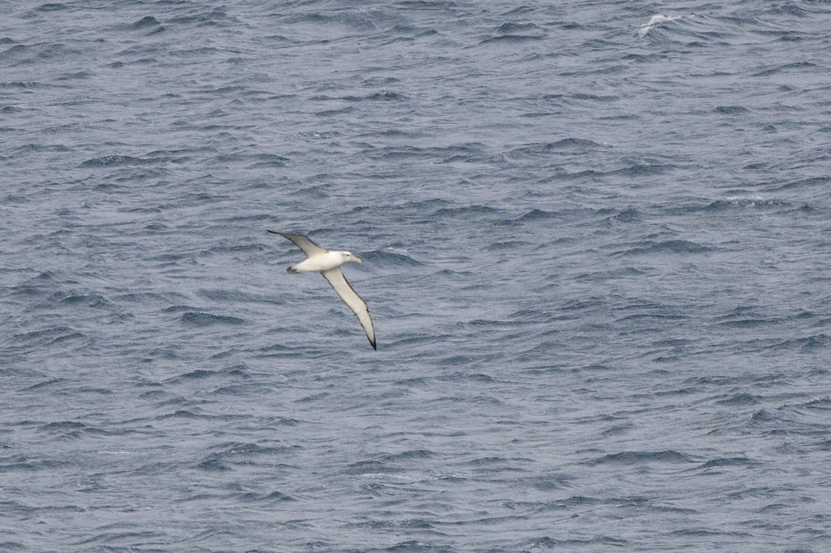 White-capped Albatross - ML588453531