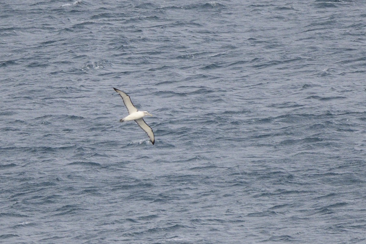 White-capped Albatross - ML588453541