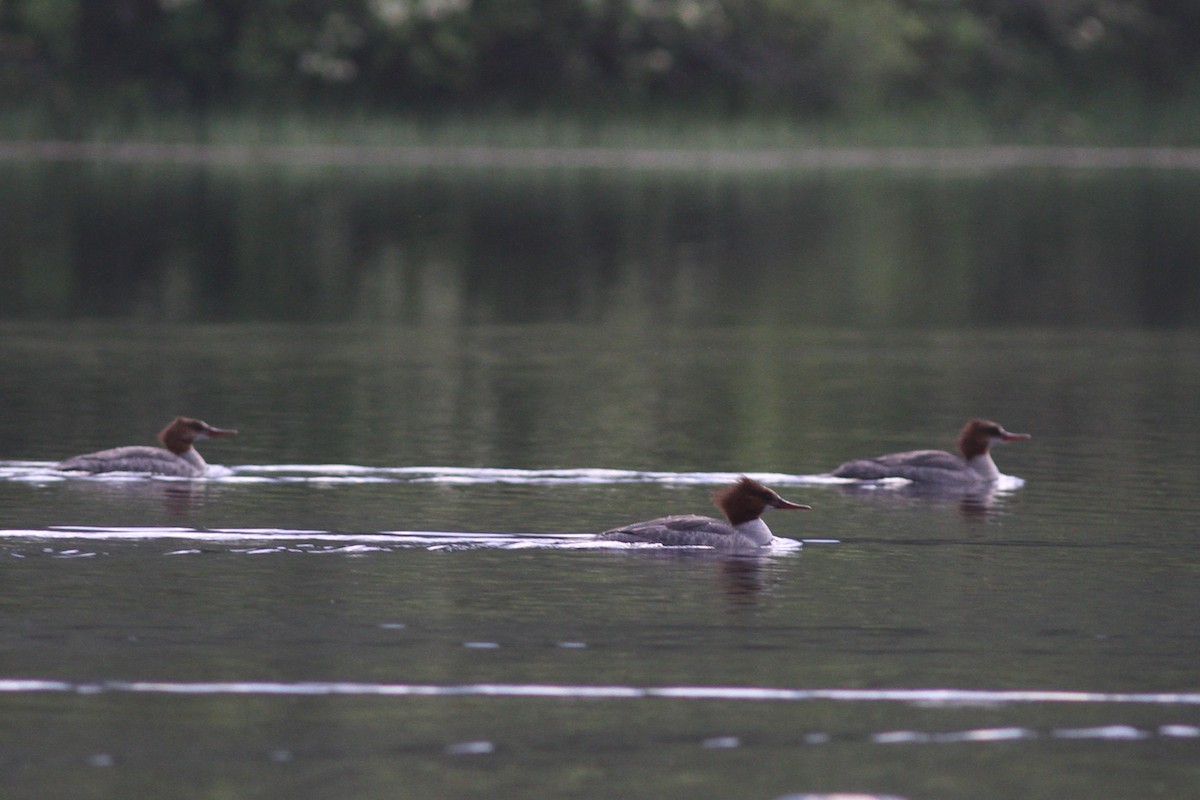 Common Merganser - Steve Decker