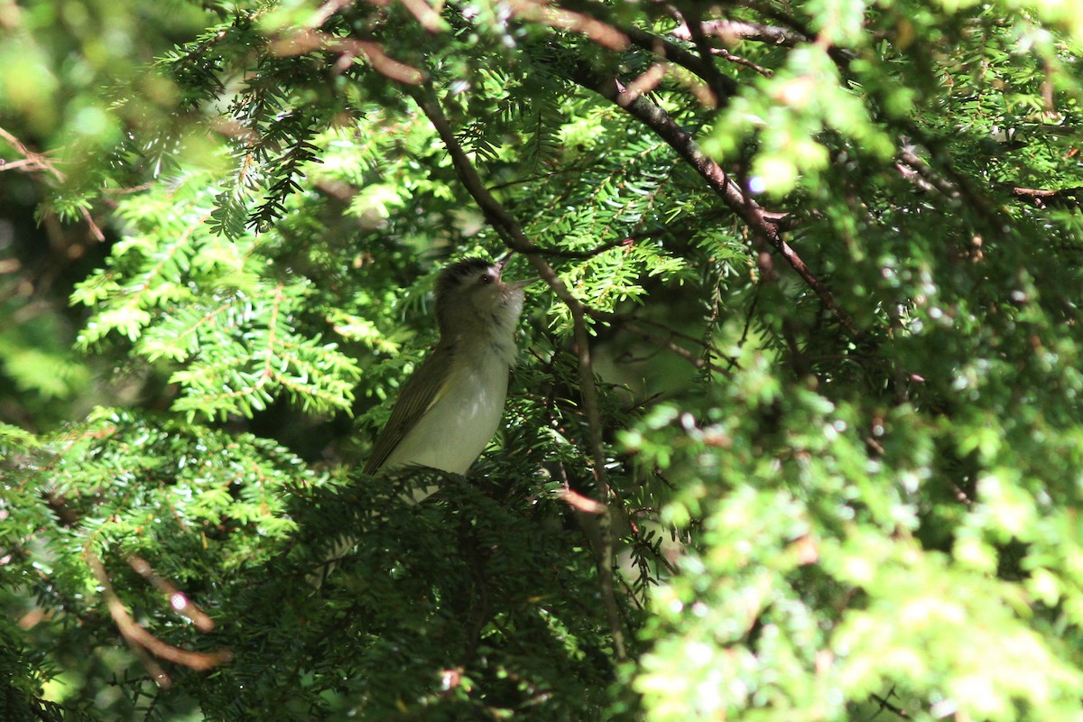 Red-eyed Vireo - ML588454311