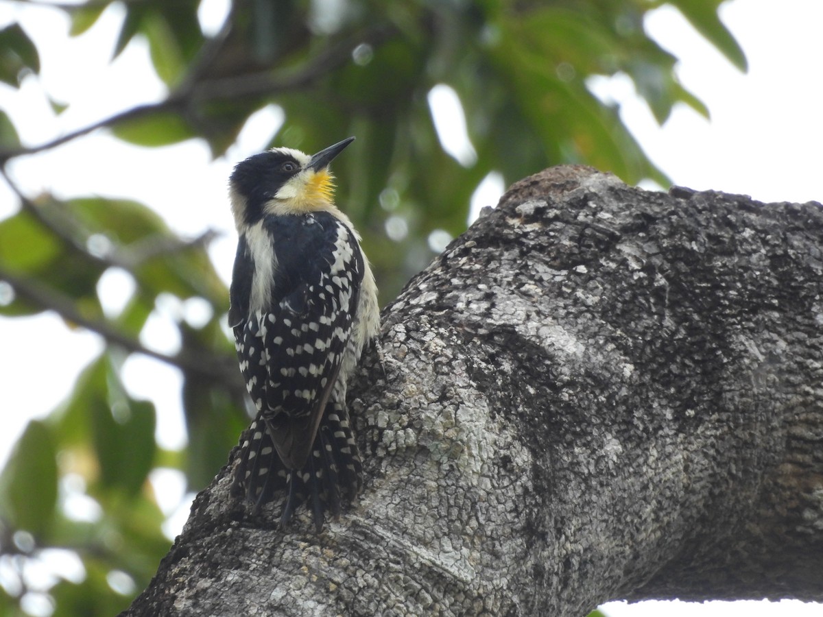 White-fronted Woodpecker - ML588454421
