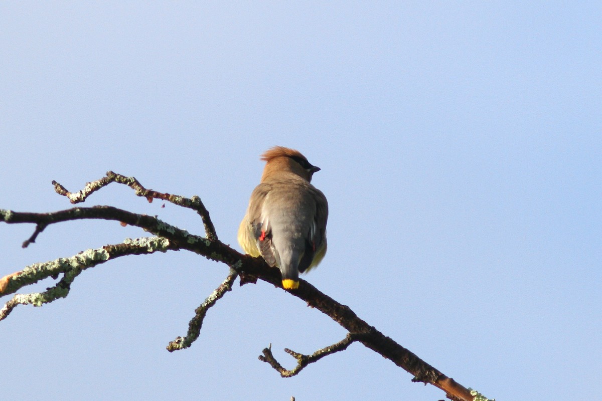 Cedar Waxwing - ML588454431