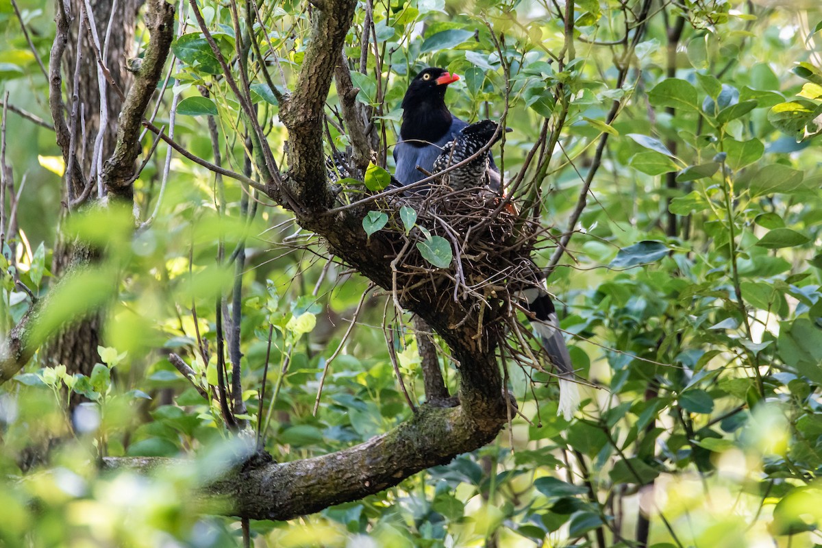 Asian Koel - 培聰 林