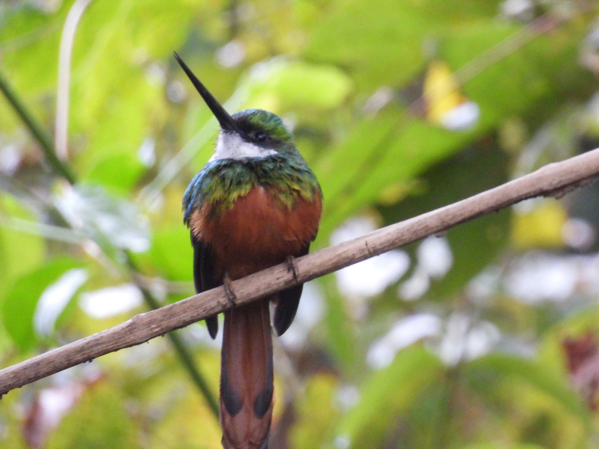 Rufous-tailed Jacamar (Spot-tailed) - Jason Lewis