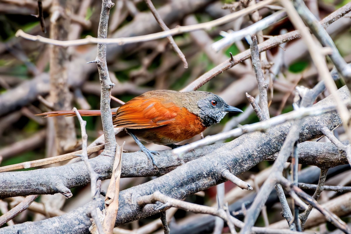 Rufous-breasted Spinetail - ML588455061