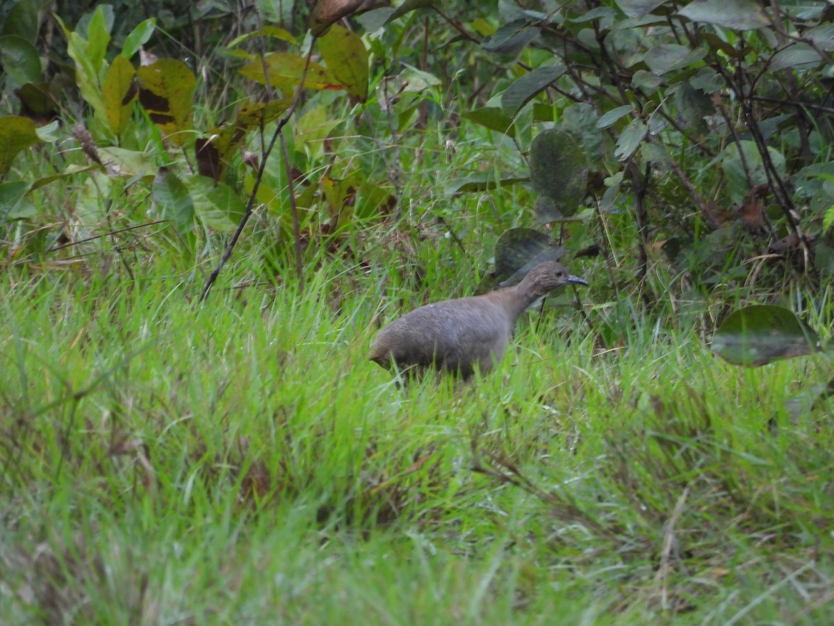 Undulated Tinamou - ML588455151