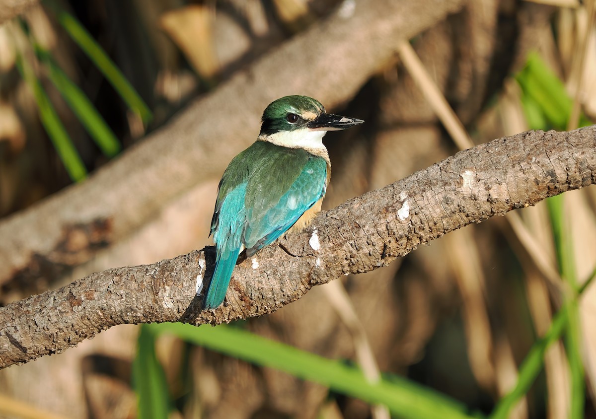 Sacred Kingfisher (Australasian) - ML588456361