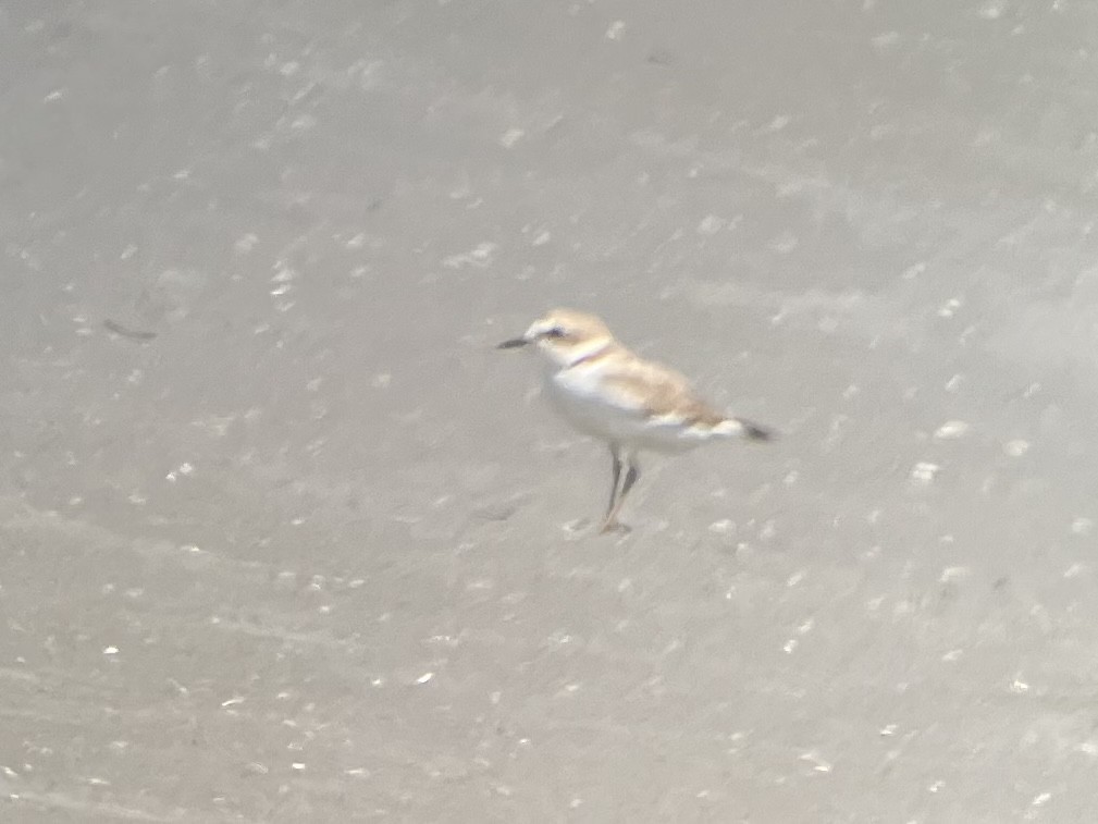 Snowy Plover - Roger Muskat