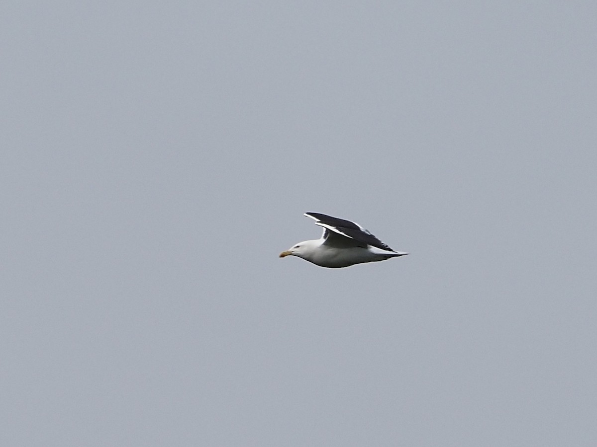 Great Black-backed Gull - ML588456761