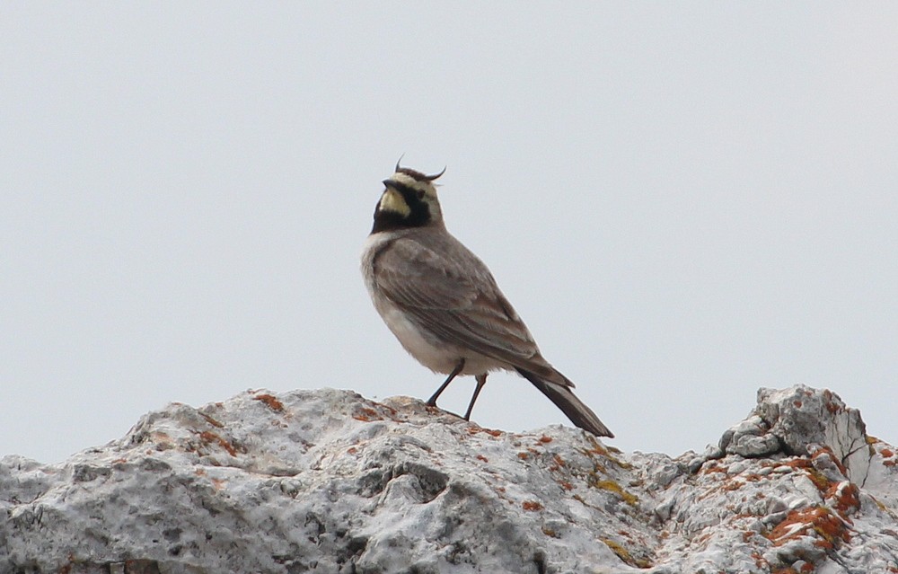 Horned Lark - ML588458151