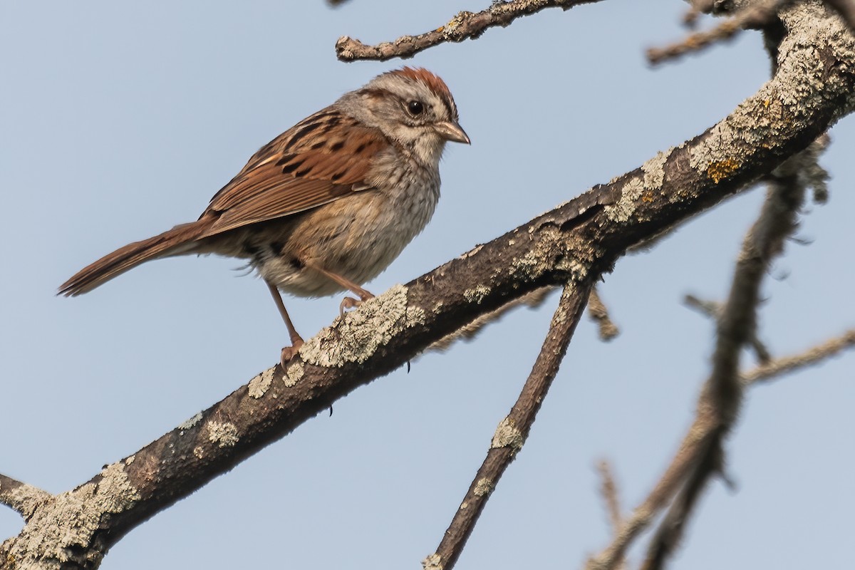 Swamp Sparrow - ML588458671