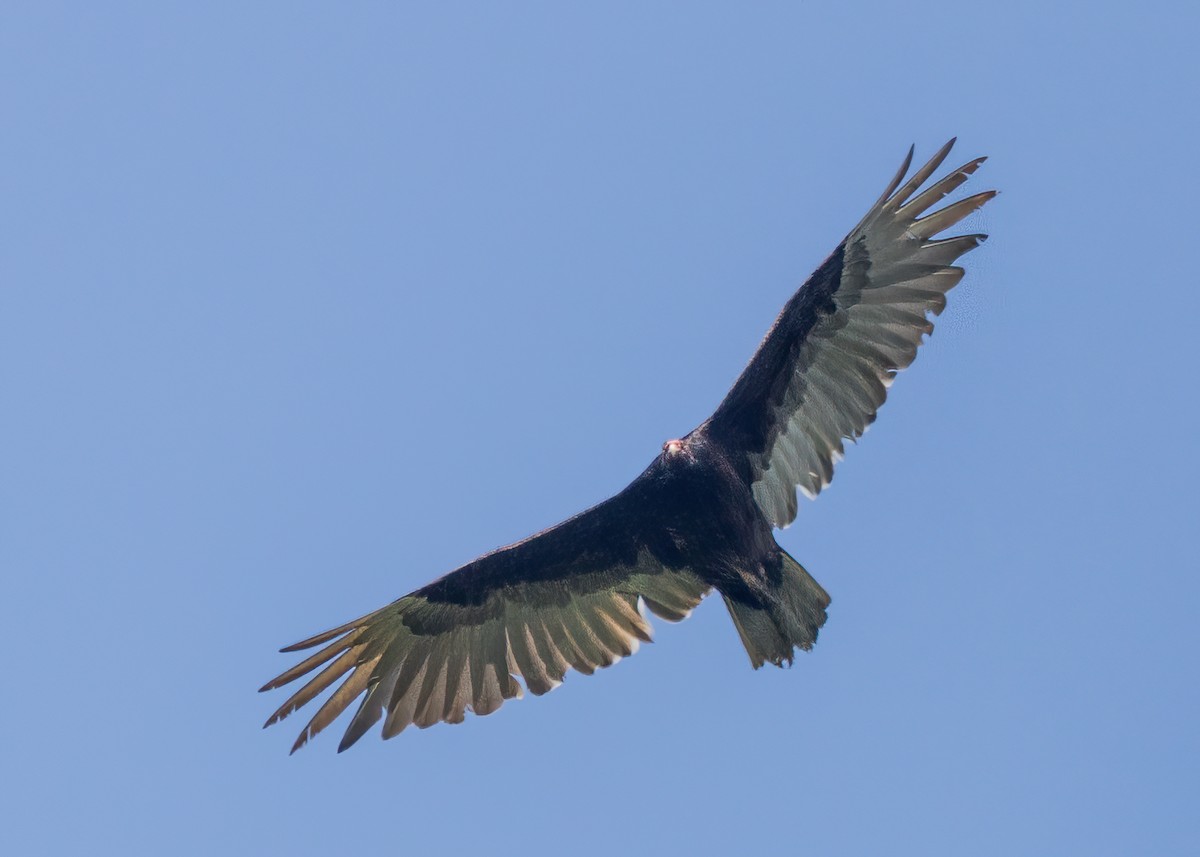 Turkey Vulture - ML588460461