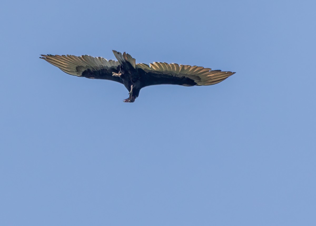 Turkey Vulture - ML588460471