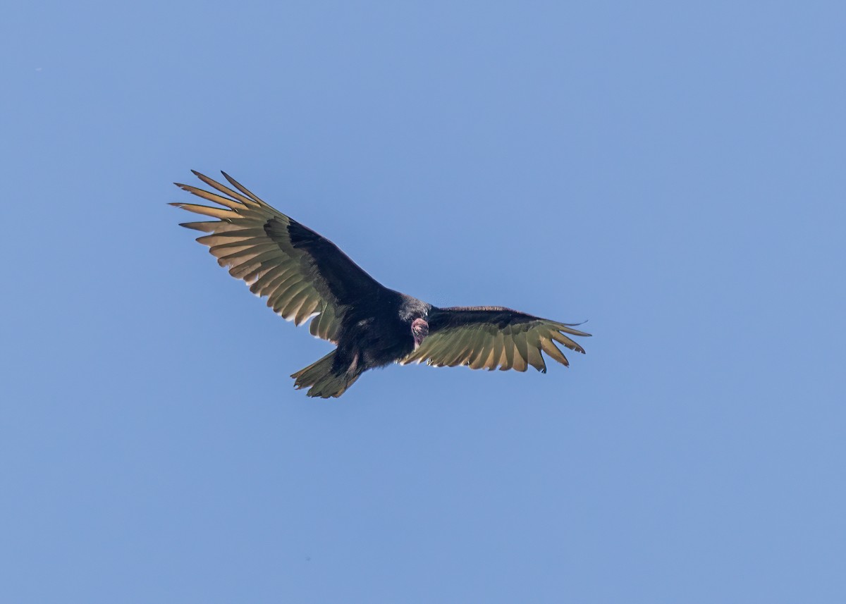 Turkey Vulture - ML588460481