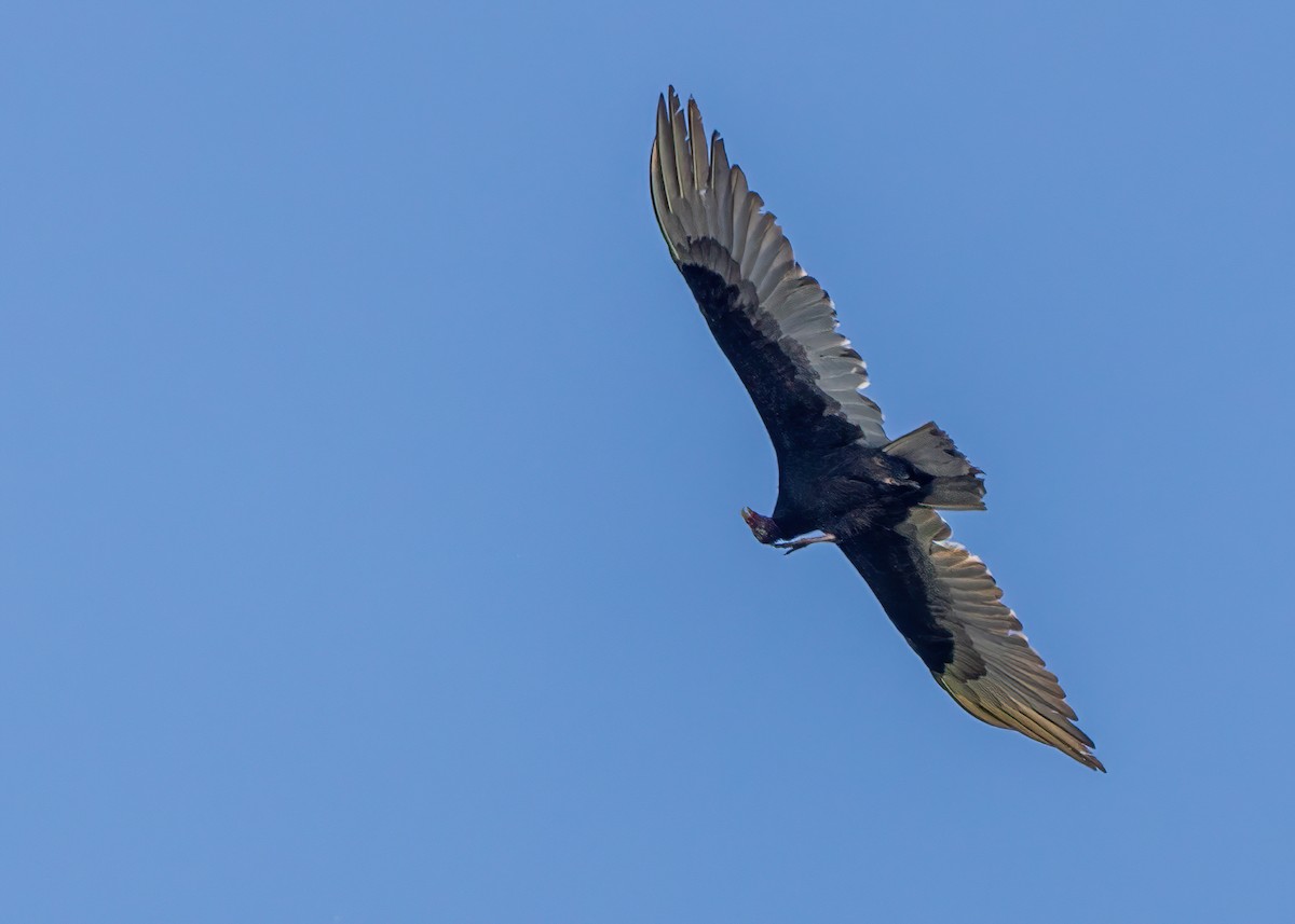 Turkey Vulture - ML588460491
