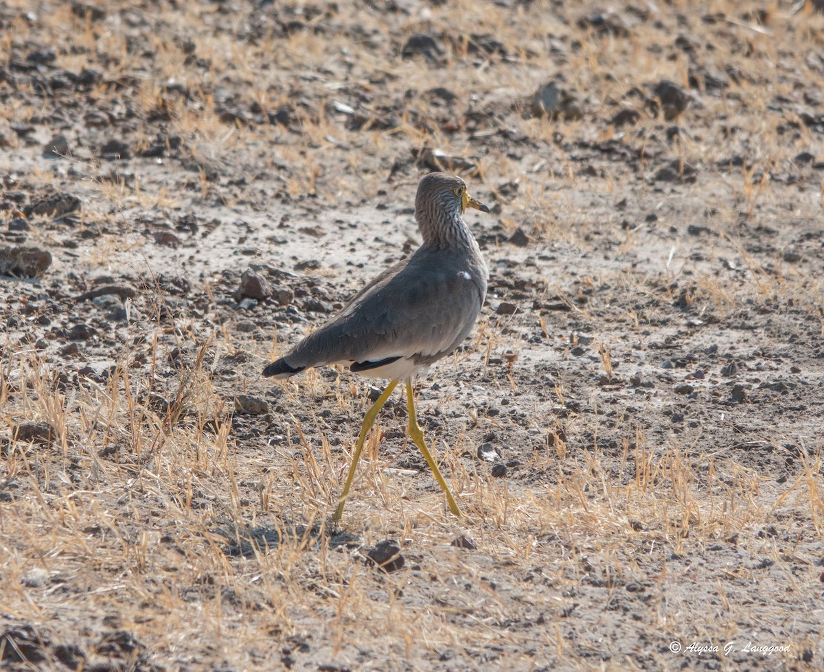 Wattled Lapwing - ML588460761