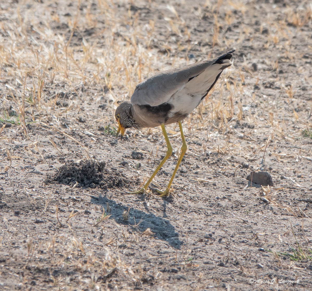 Wattled Lapwing - ML588460801