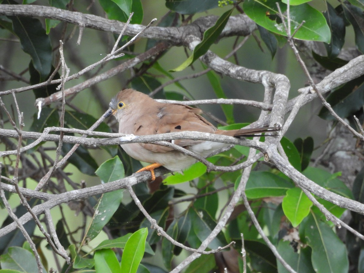 Long-tailed Ground Dove - ML588460971
