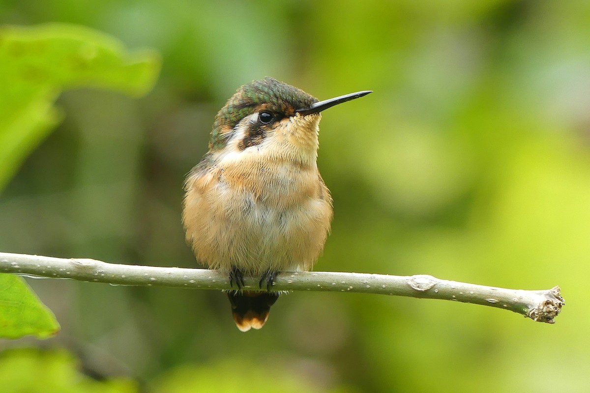 Slender-tailed Woodstar - Jorge  Quiroga