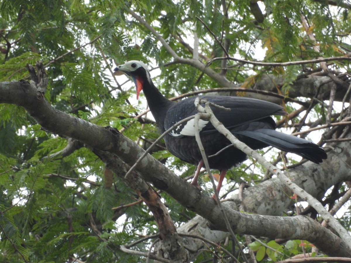 Red-throated Piping-Guan - ML588461371