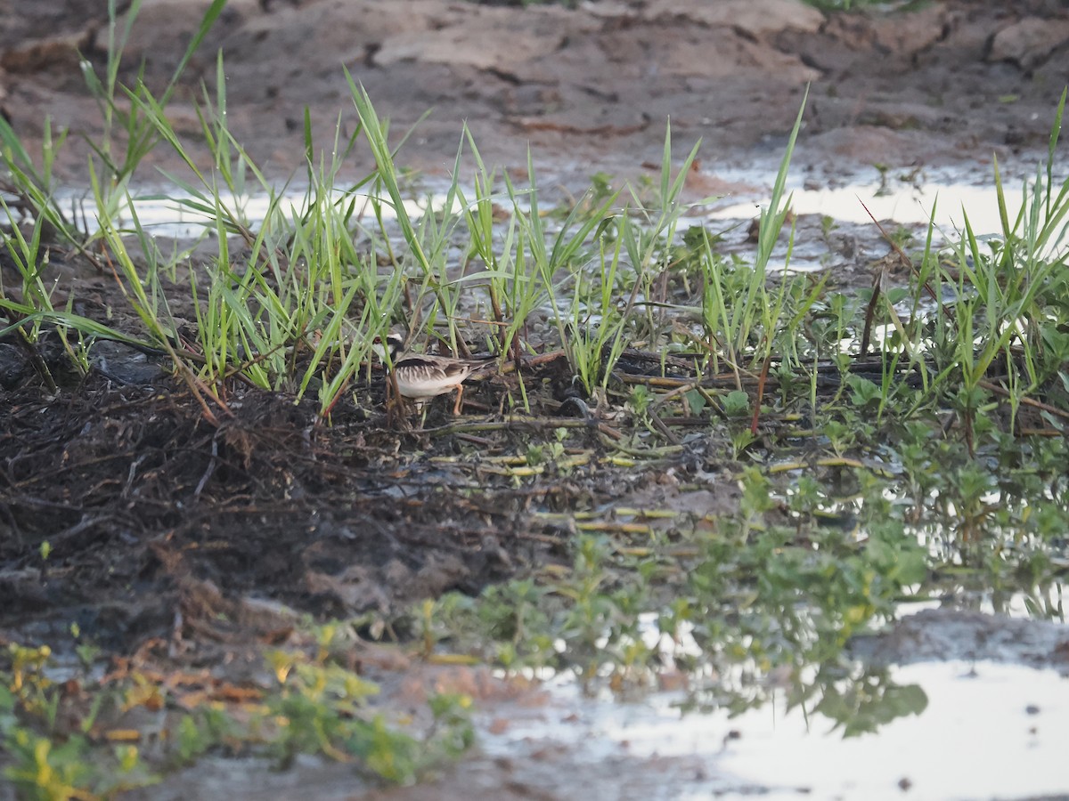 Black-fronted Dotterel - ML588464371