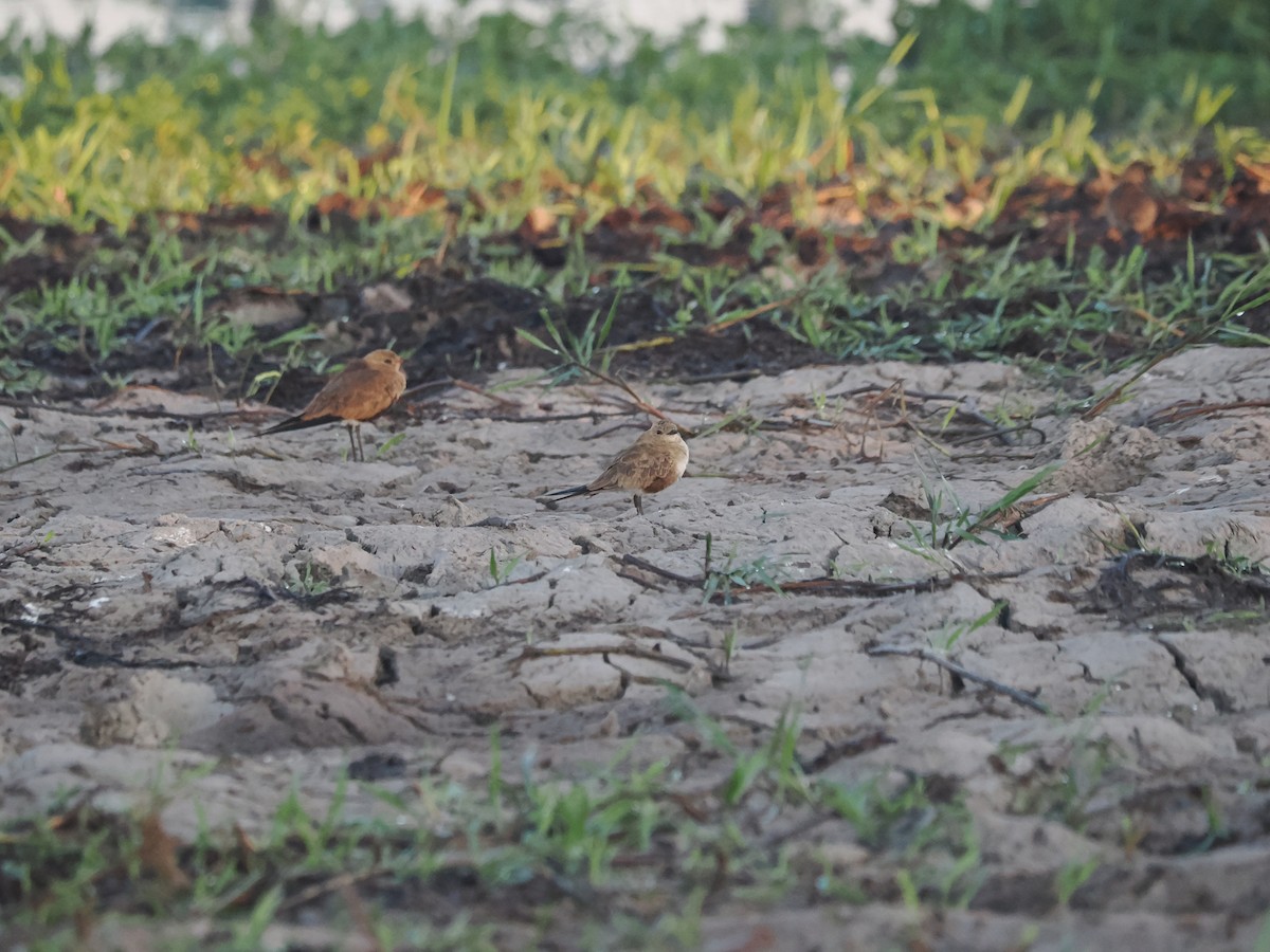 Australian Pratincole - ML588464861