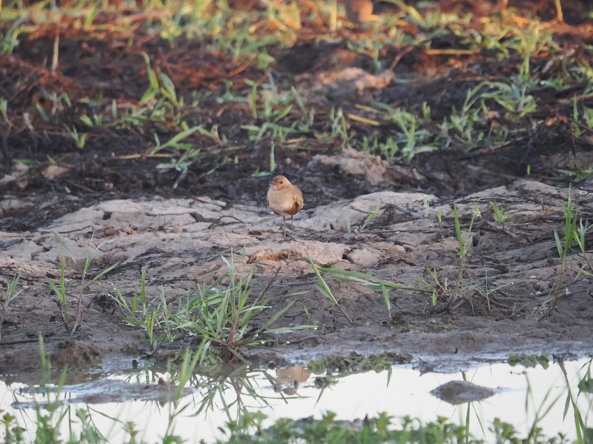 Australian Pratincole - ML588464871