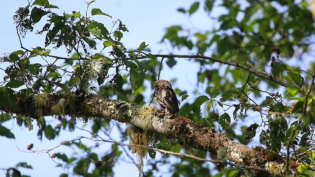 Collared Owlet - ML588465321