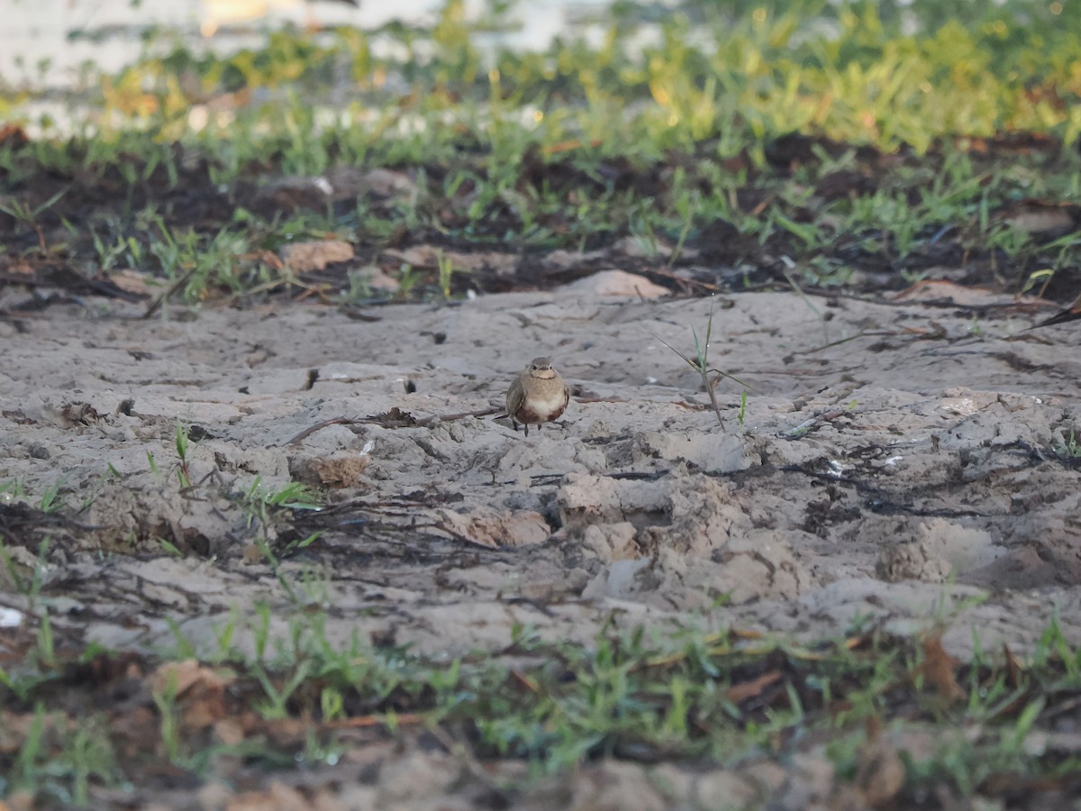 Australian Pratincole - ML588465441