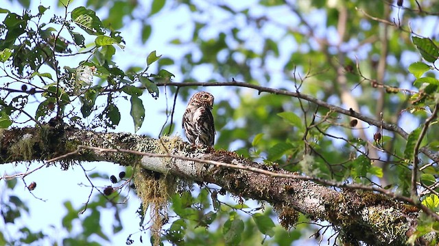 Collared Owlet - ML588465451