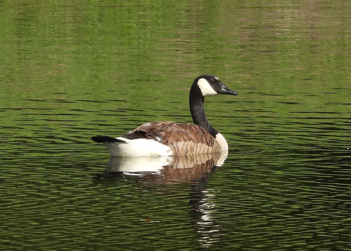 Canada Goose - ML588468021