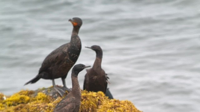 Double-crested Cormorant - ML588468241