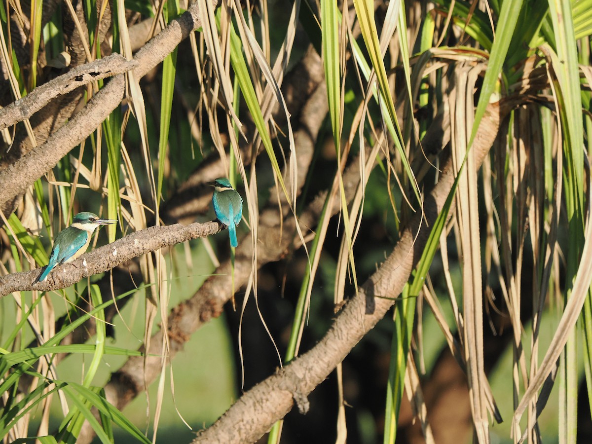 Sacred Kingfisher (Australasian) - ML588468261