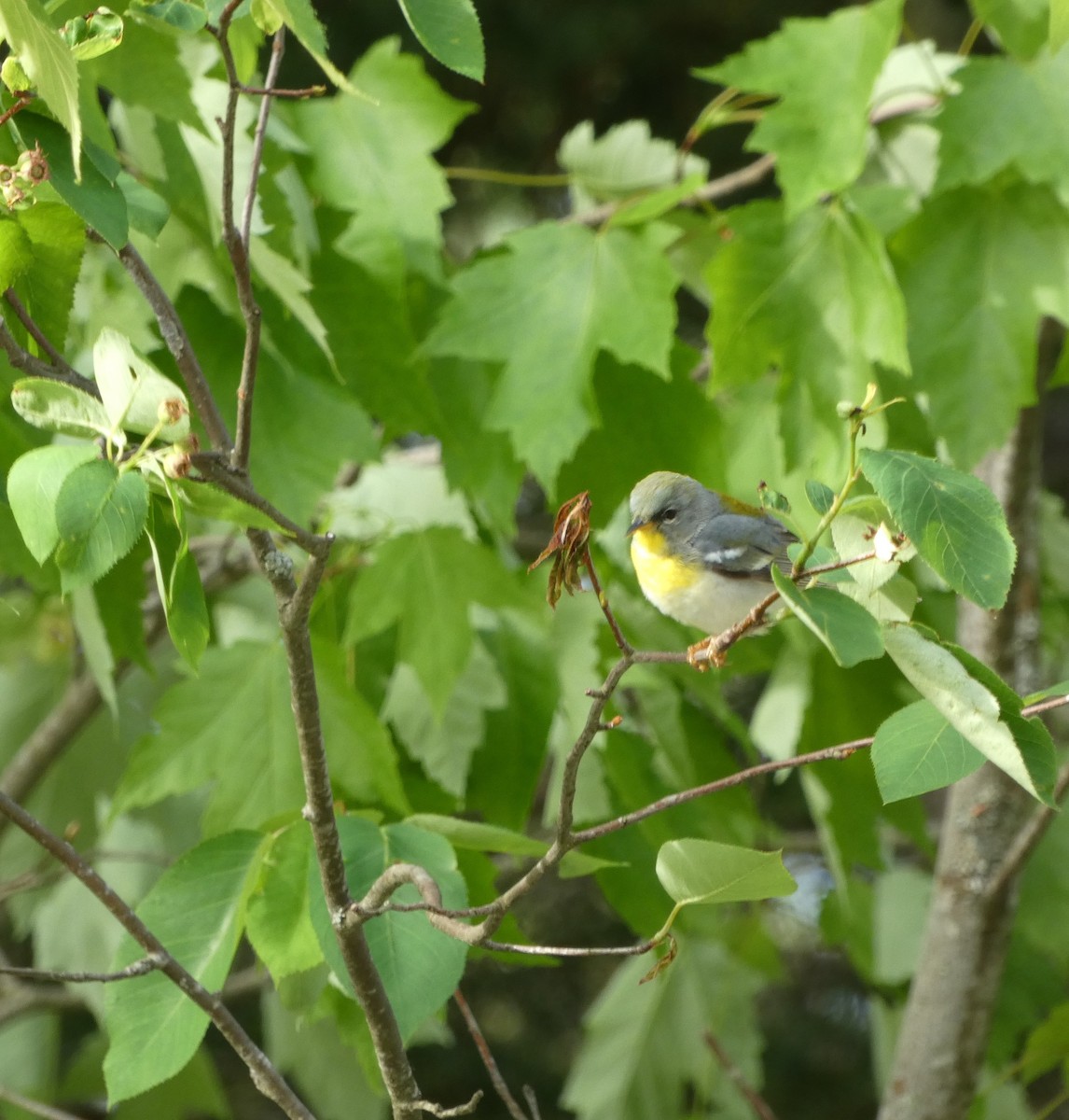 Northern Parula - ML588468281