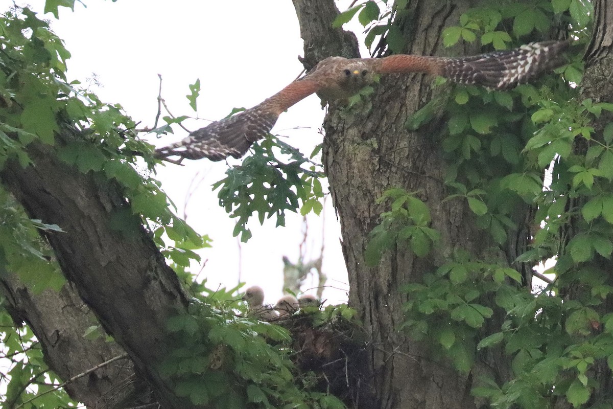 Red-shouldered Hawk - ML588468941