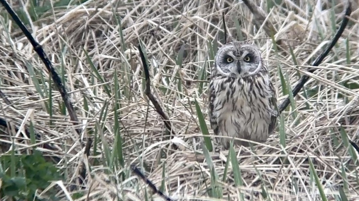 Short-eared Owl - ML588469401