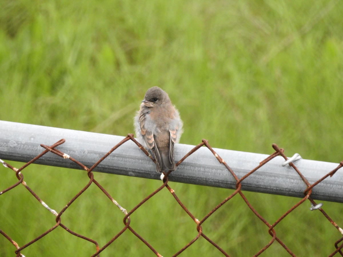 Northern Rough-winged Swallow - ML588469441