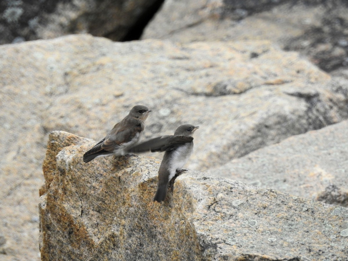 Northern Rough-winged Swallow - ML588469481