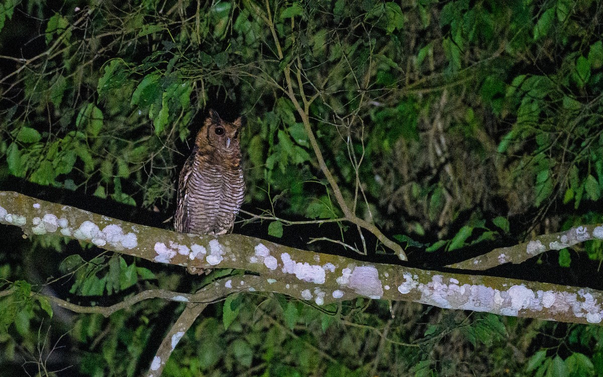 Fraser's Eagle-Owl - Dylan Vasapolli - Birding Ecotours