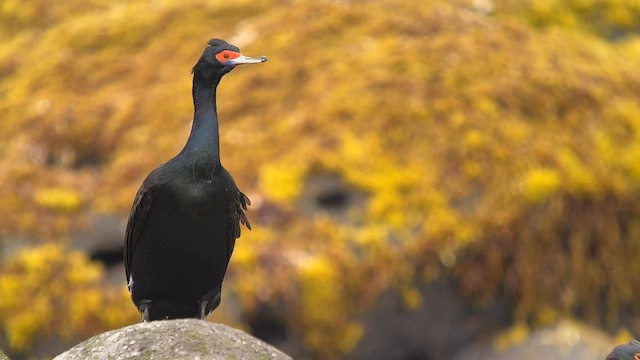 紅臉鸕鷀 - ML588470151