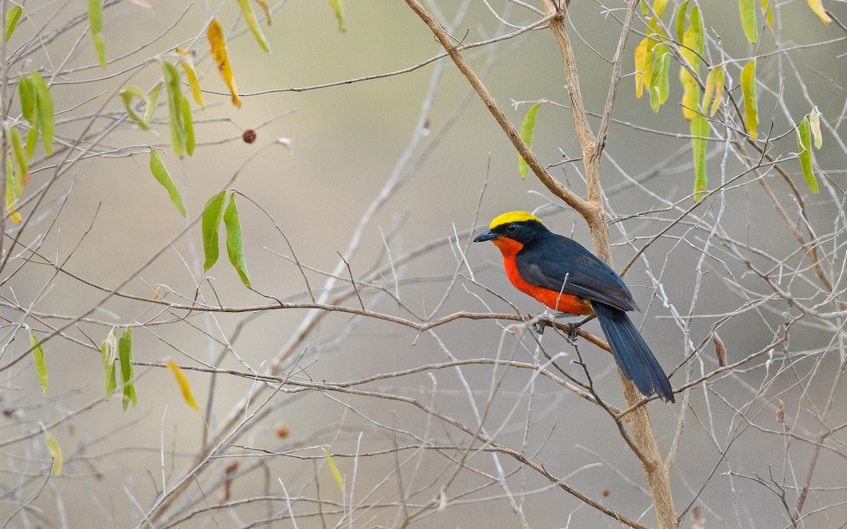 Yellow-crowned Gonolek - Dylan Vasapolli - Birding Ecotours