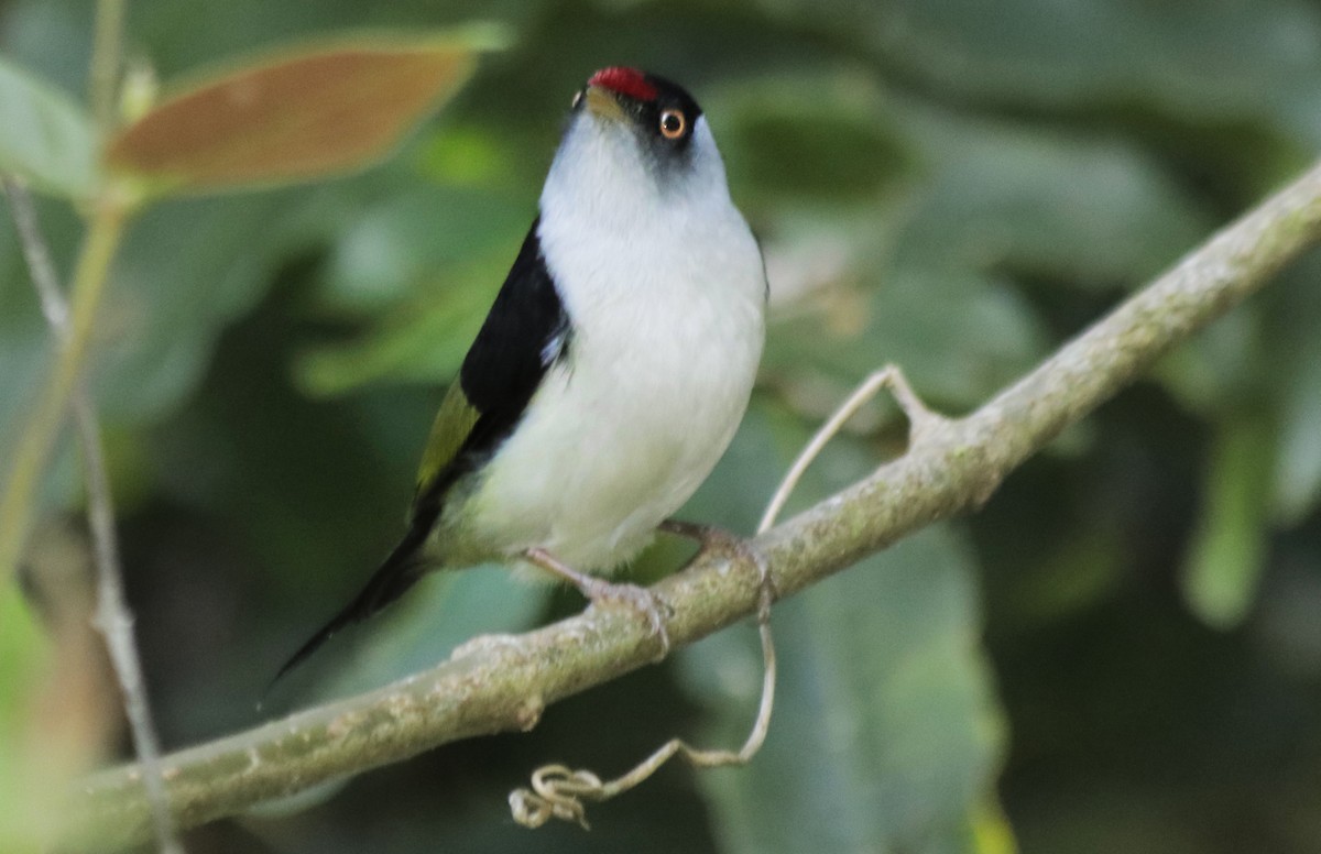 Pin-tailed Manakin - ML588470261