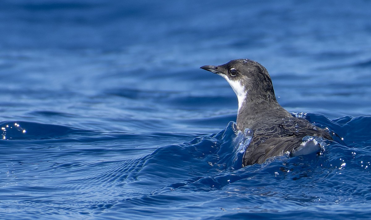 Craveri's Murrelet - ML588470341