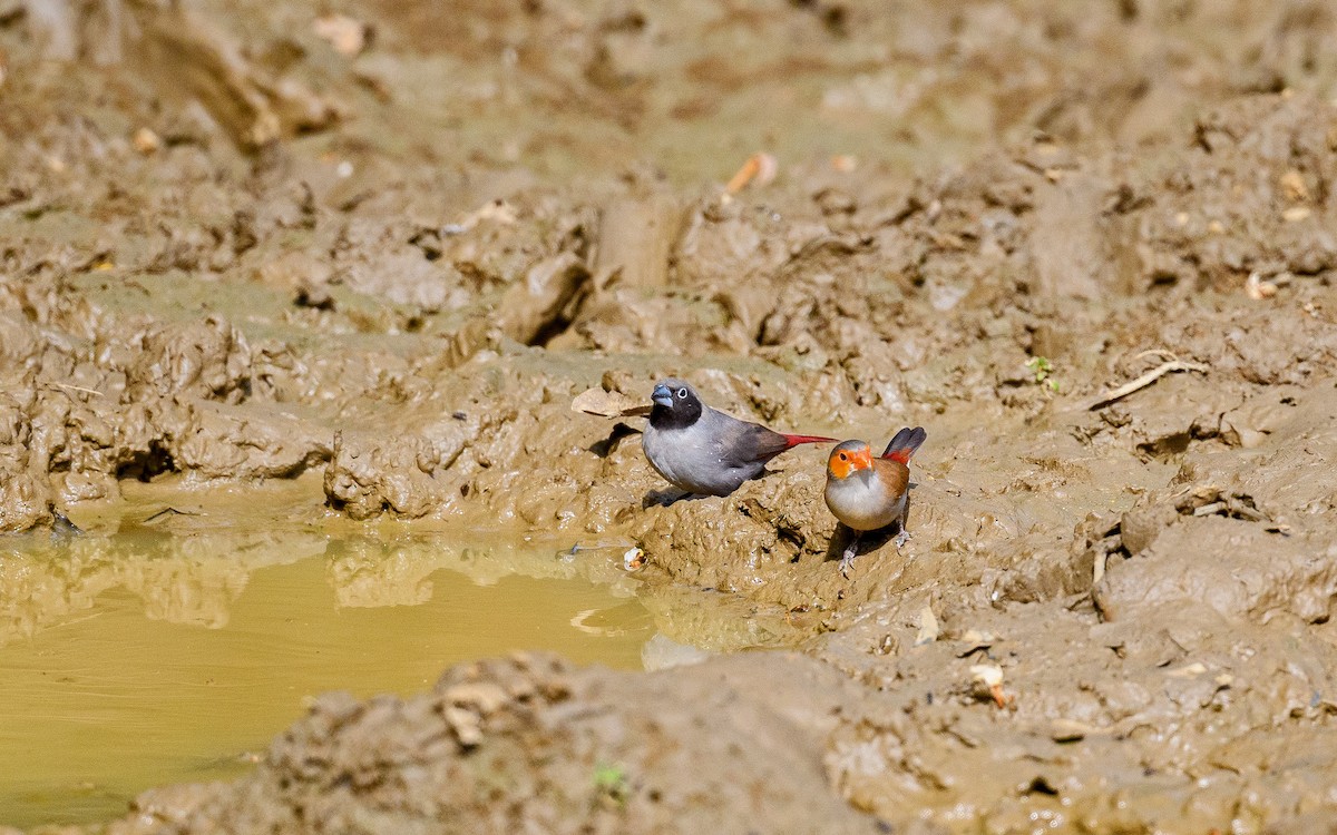 Black-faced Firefinch - ML588470351