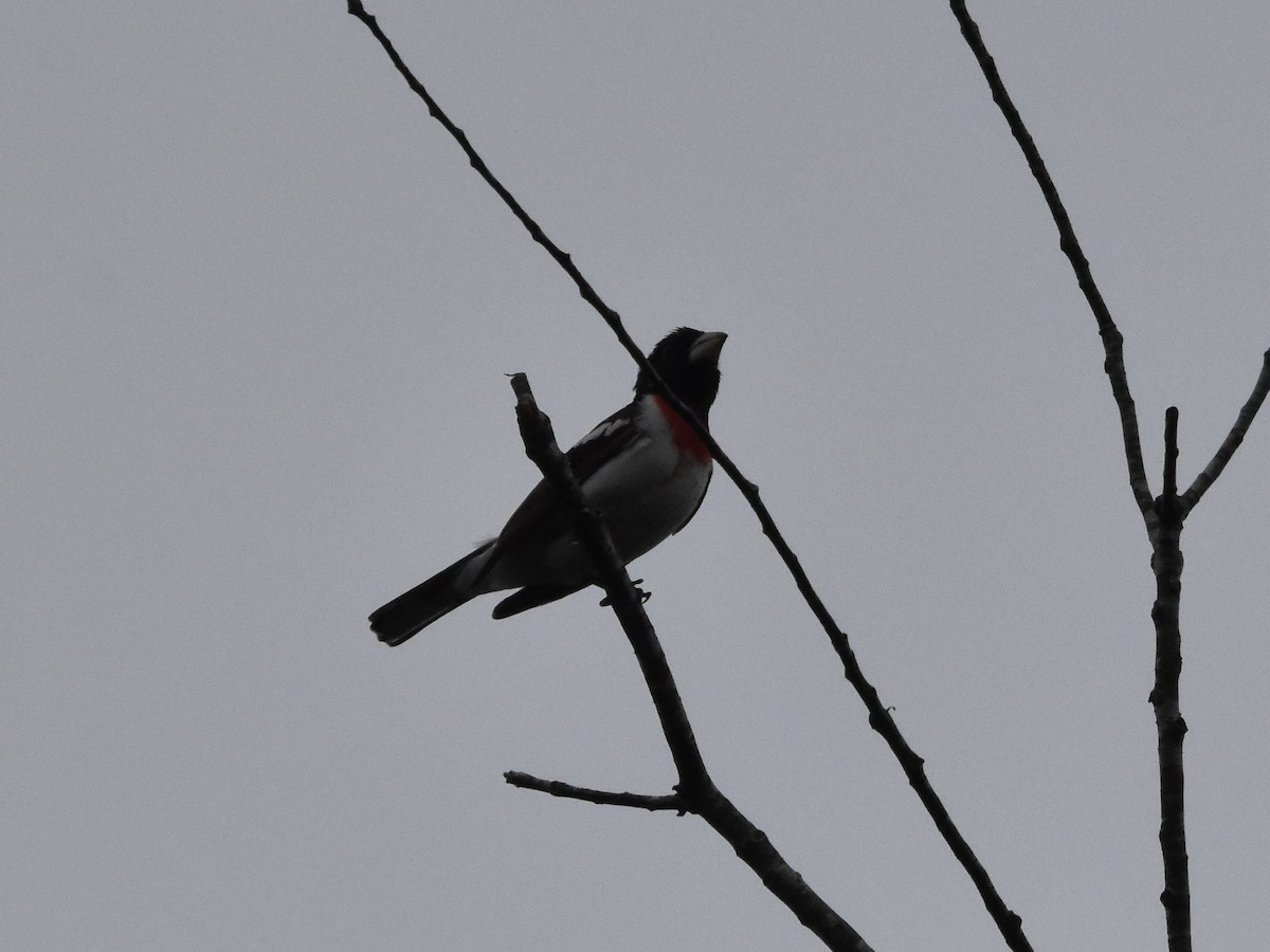 Rose-breasted Grosbeak - ML588470421