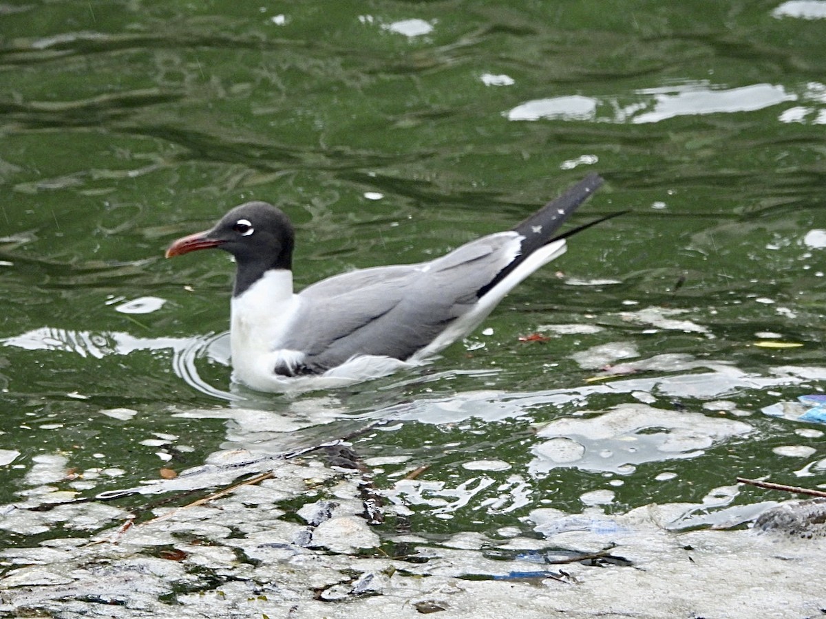 Laughing Gull - ML588470431