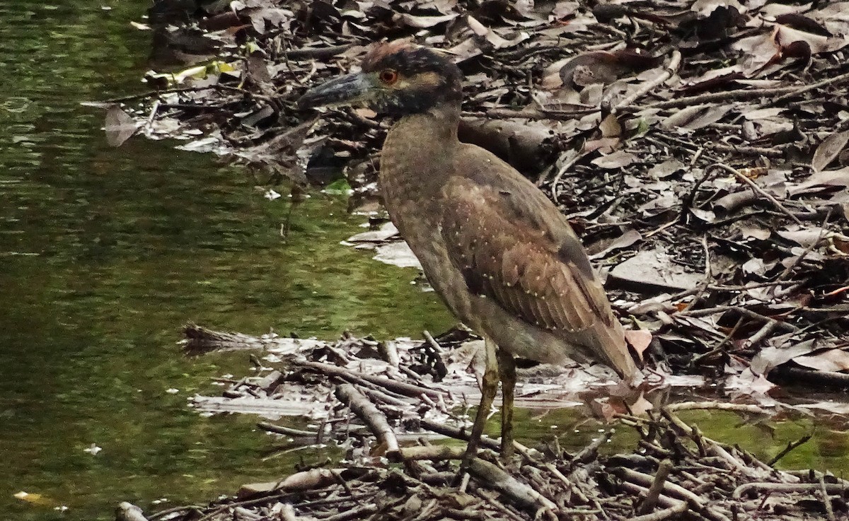 Yellow-crowned Night Heron - ML588470511